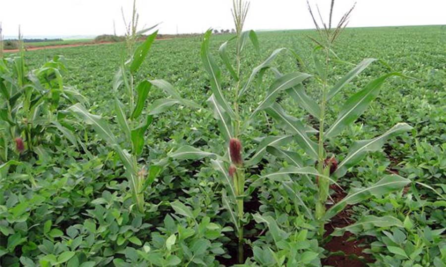 Secretaria De Agricultura Lan A Campanha Tiguera De Milho Zero O